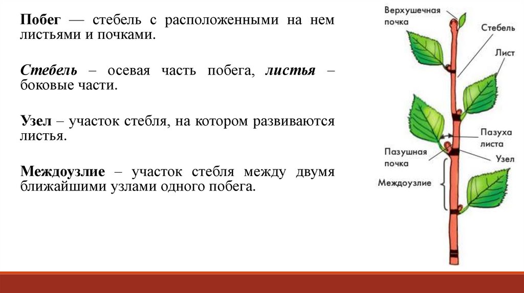 Какую функцию выполняет пазушная почка. Проверочная работа по теме побег и почки. Побег калины с почками. Проверочная работа побег и почки 6 класс. Побег и почка из пластилина.