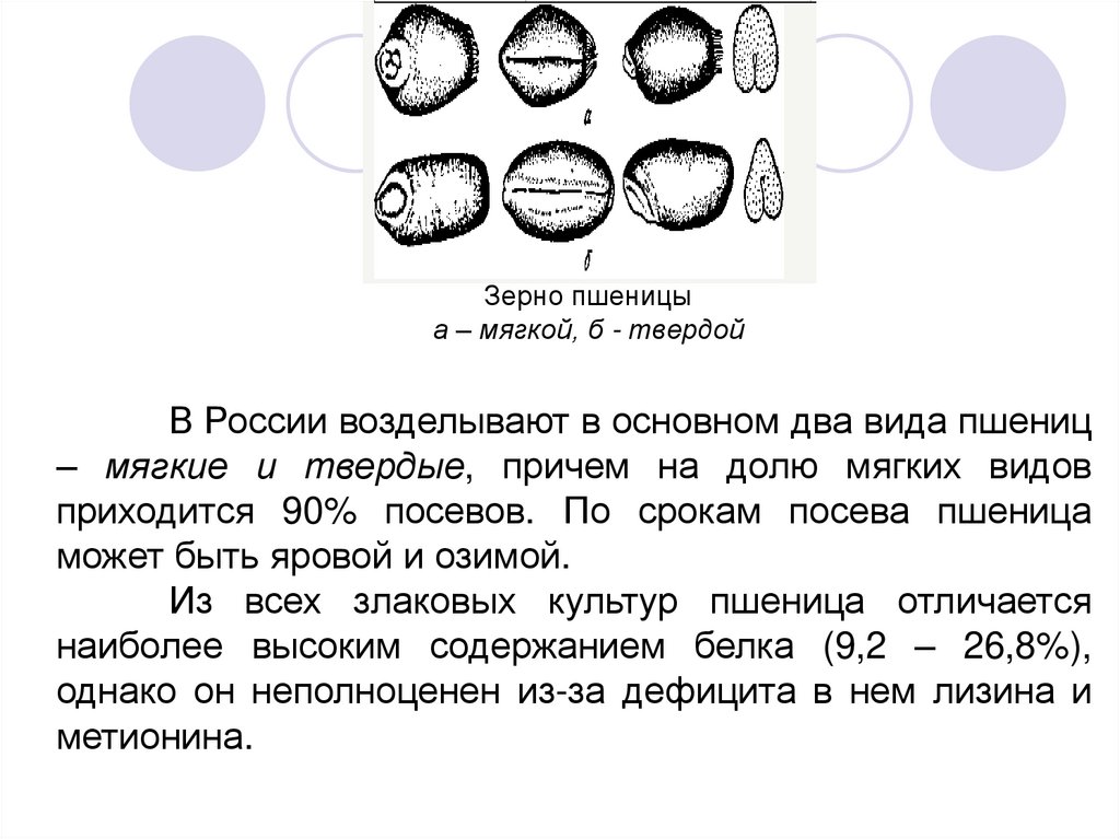Зерно пшеницы а – мягкой, б - твердой