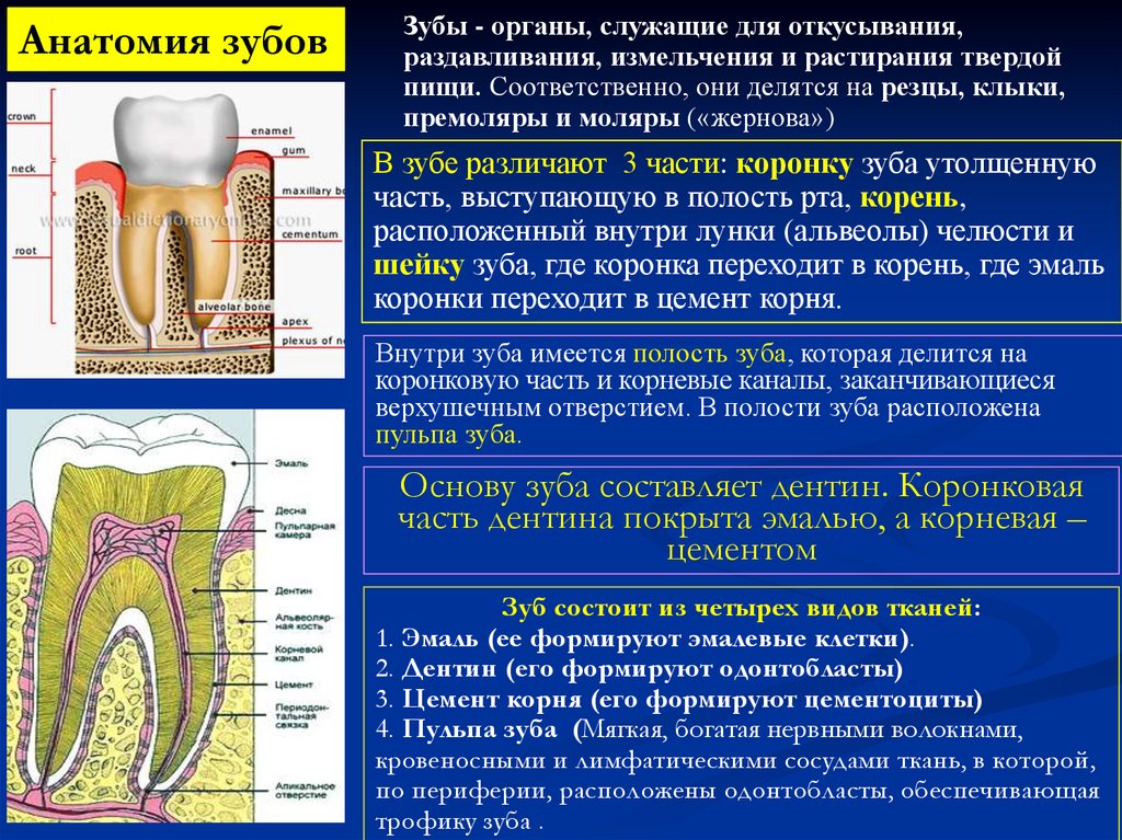 Функциональная анатомия