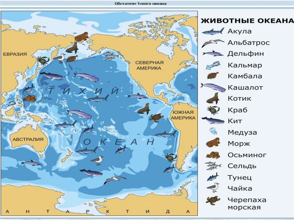 Размеры тихого океанов. Животные Тихого океана картак. Полезные ископаемые Тихого океана на карте. Районы рыболовства в тихом океане. Органический мир индийского океана на карте.