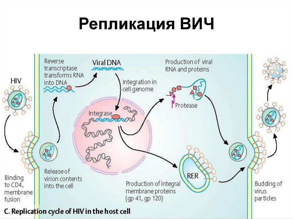 План иммуно лабораторного обследования при иммунодефицитах