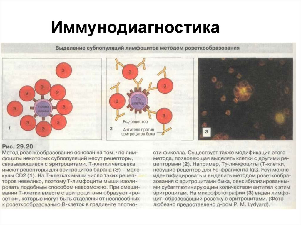 Иммунодиагностика микробиология презентация