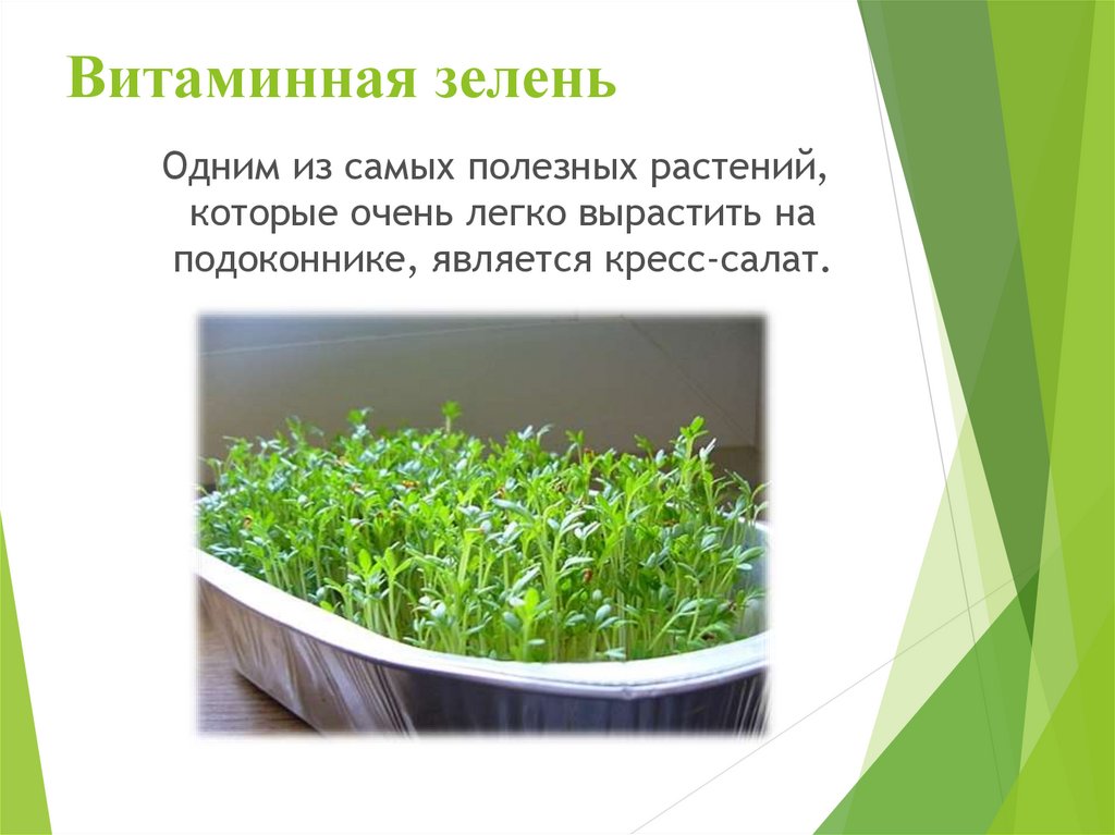 Витаминная зелень