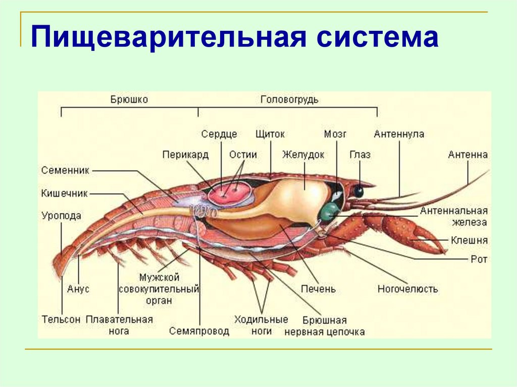 Органы ракообразных