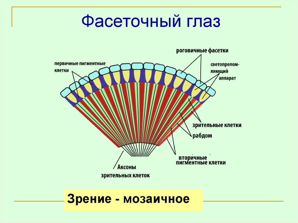 Фасеточное зрение презентация