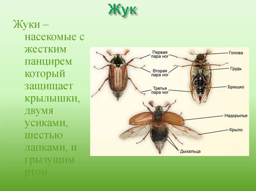 Все насекомые шестиногие