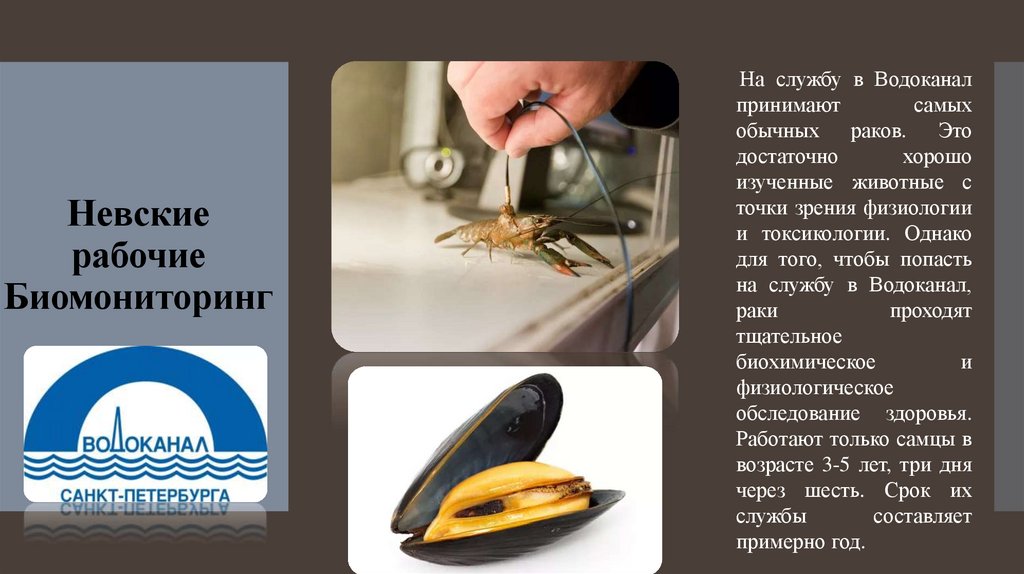 Невские рабочие Биомониторинг