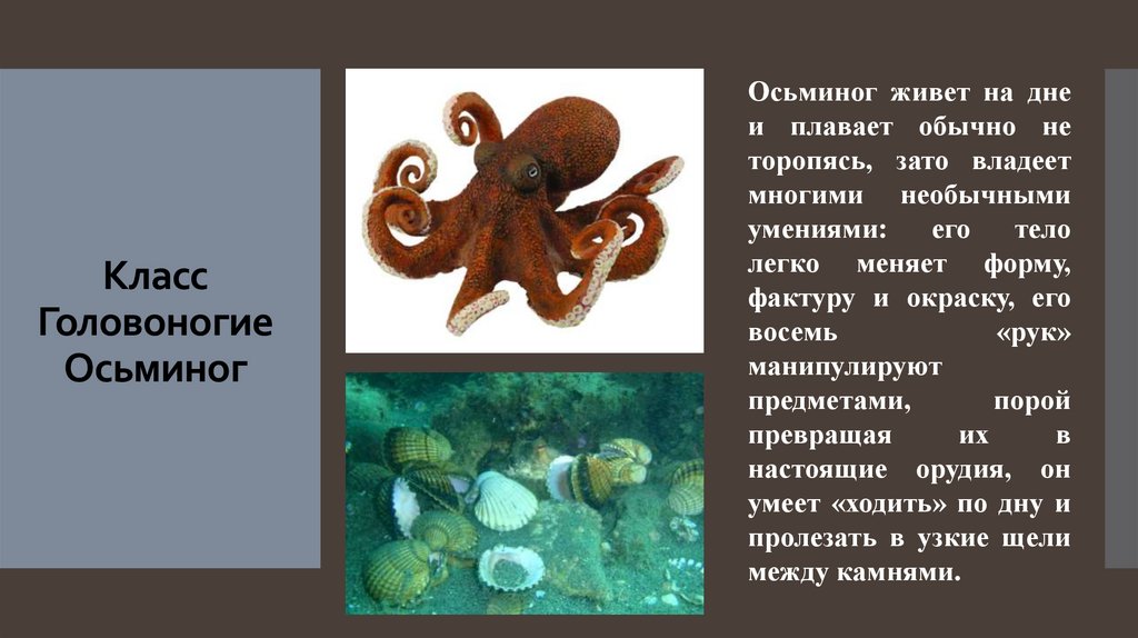 Класс Головоногие Осьминог