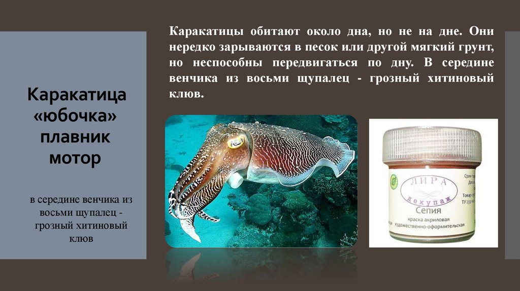 Каракатица «юбочка» плавник мотор