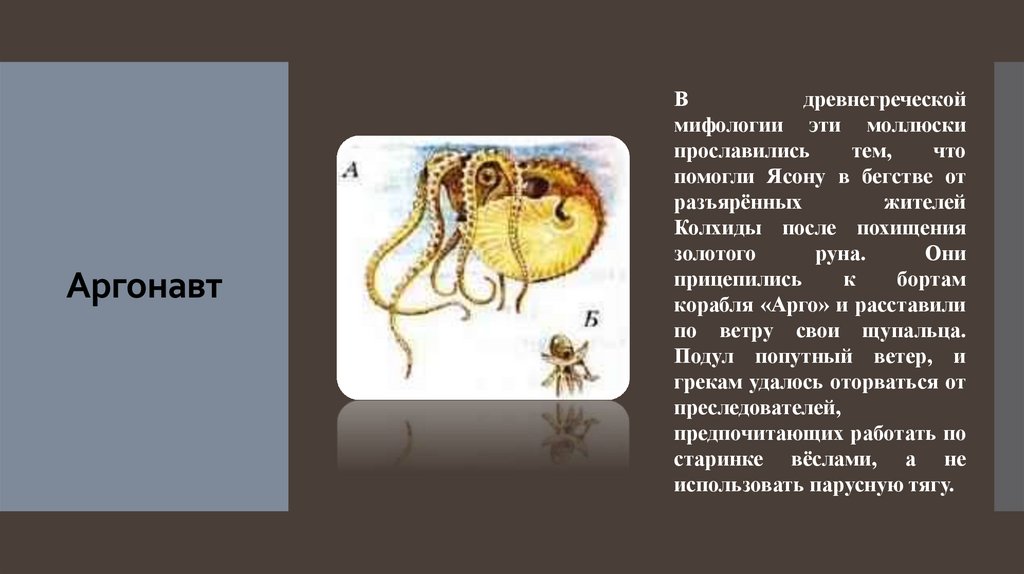 Главный аргонавт сканворд 4. Аргонавт самец. Аргонавт самец. Аргонавт моллюск. Аргонавты имена.