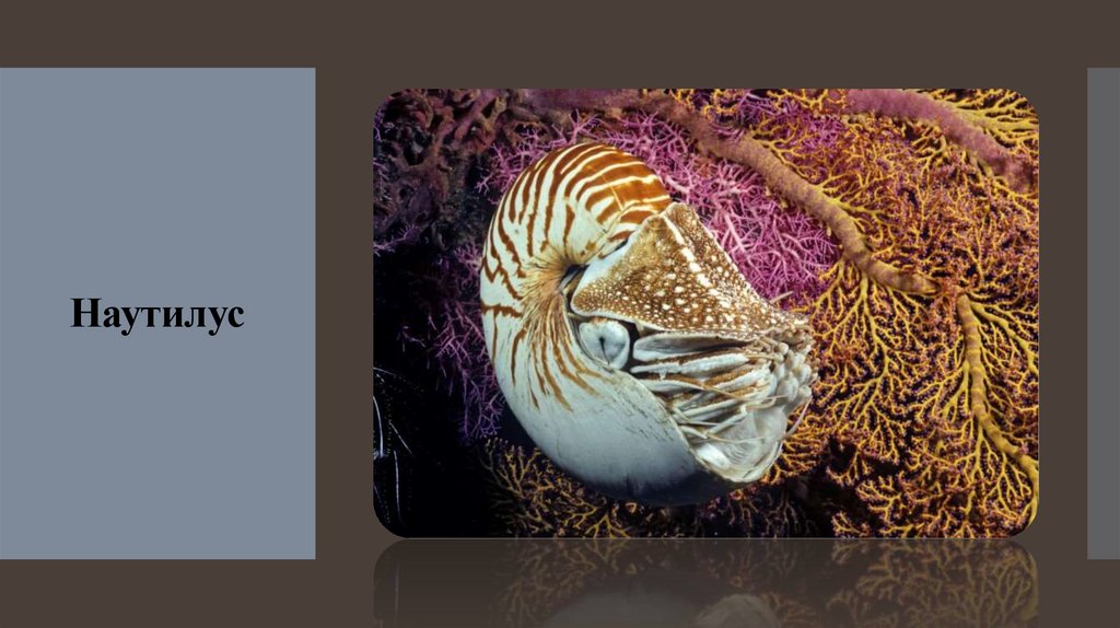 Наутилус