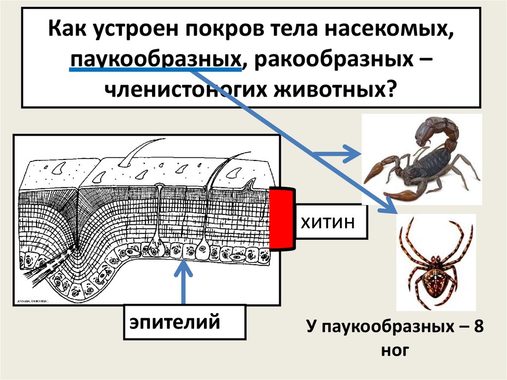 Членистоногие хитин кутикула. Покровы тела паукообразных. Строение кутикулы членистоногих.