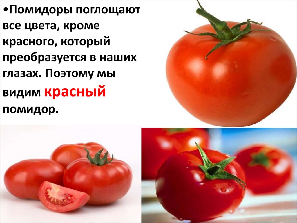 Почему помидоры красные. Почему помидор красный. Информация о помидоре. Стишок про томат. Польза помидоров.
