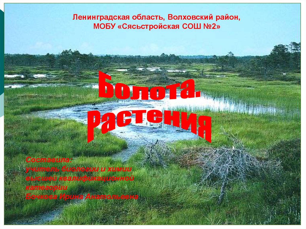 Болота. Растения - презентация онлайн