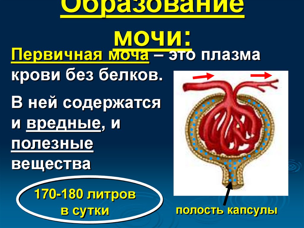 Образование первичной мочи происходит в капсуле нефрона