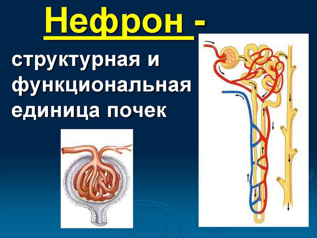 На рисунке изображена структурно функциональная единица почки