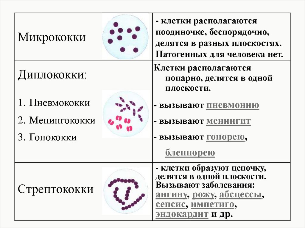 Диплококки в мазке у женщин что это. Диплококки форма бактерии. Диплококки - внутри и внеклеточно. Диплококки примеры.