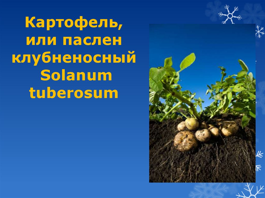 Картофель паслен клубненосный многолетнее. Семейство Пасленовые картофель. Слайд с картофелем для презентации. Технические культуры семейства Пасленовые. Семейство Пасленовые презентация.