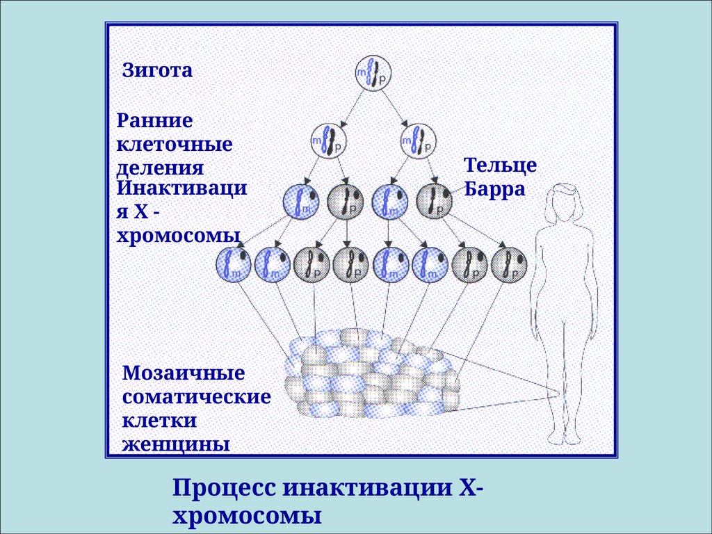 Типы моногенного наследования схема