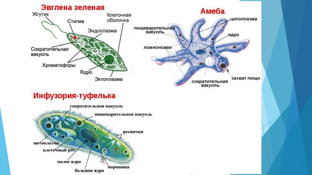 Простейшие презентация биология