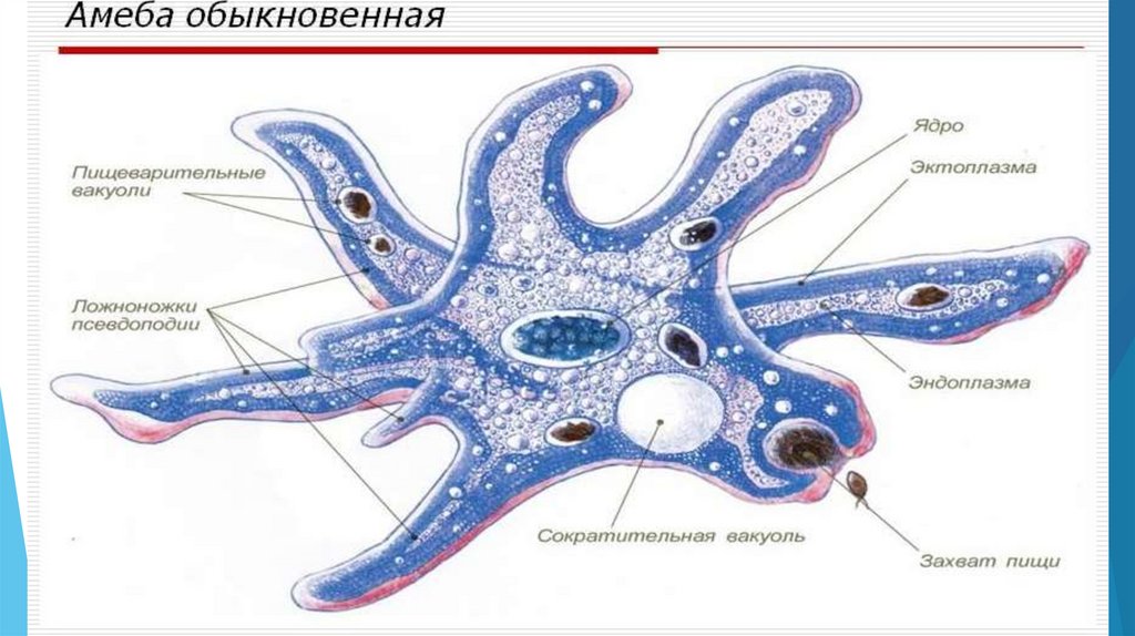 Укажите функцию органоида обозначенного на схеме строения амебы цифрой 4