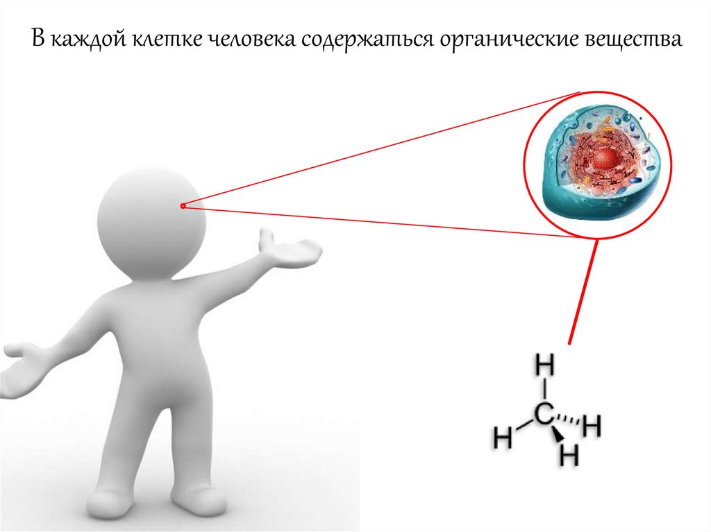 Значение органической клетки