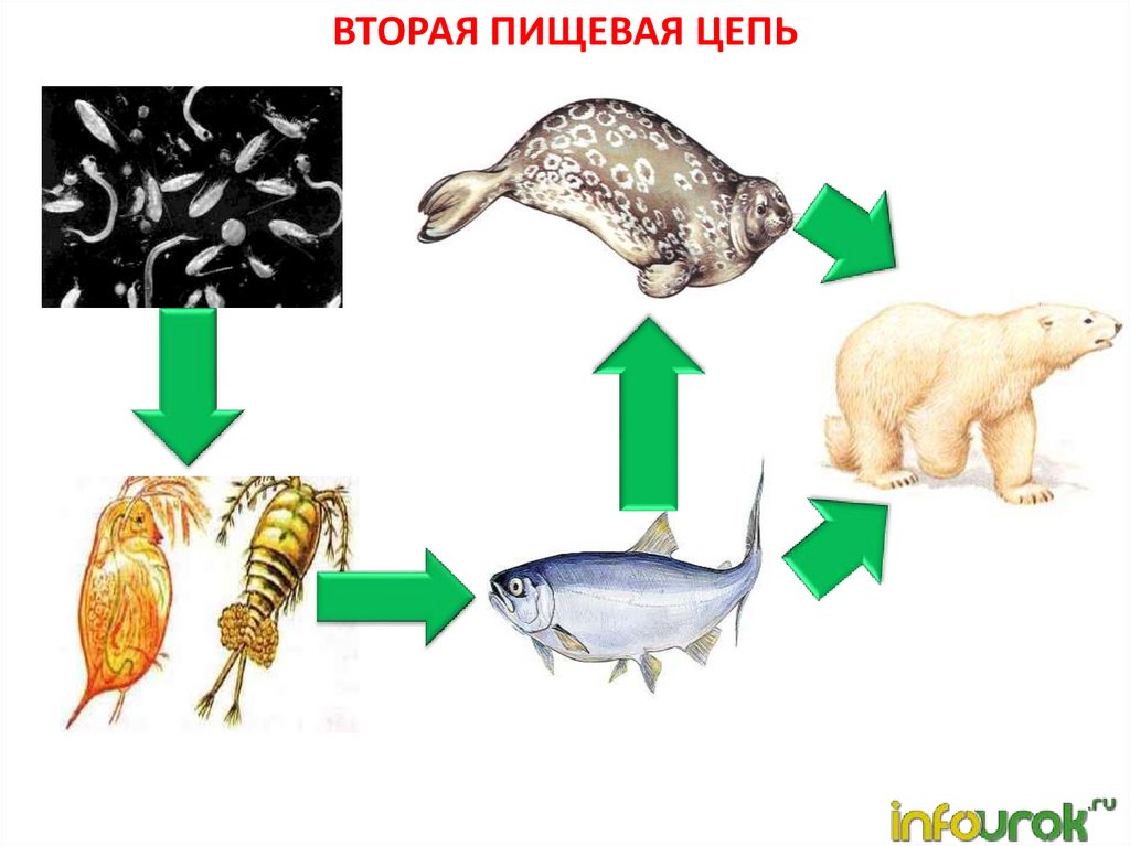 Биология 3 цепи питания. Цепи питания биология. Биология 5 класс 5 пищевых цепей. Пищевая цепочка питания. Пищевая цепочка животных.