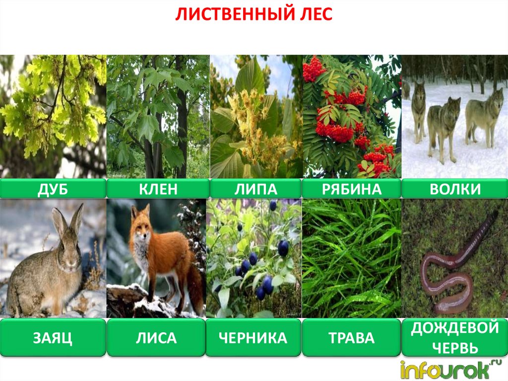 Природное сообщество животный мир. Растения и животные лесов. Обитатели леса. Природное сообщество лес растения. Природное сообщество лес обитатели.