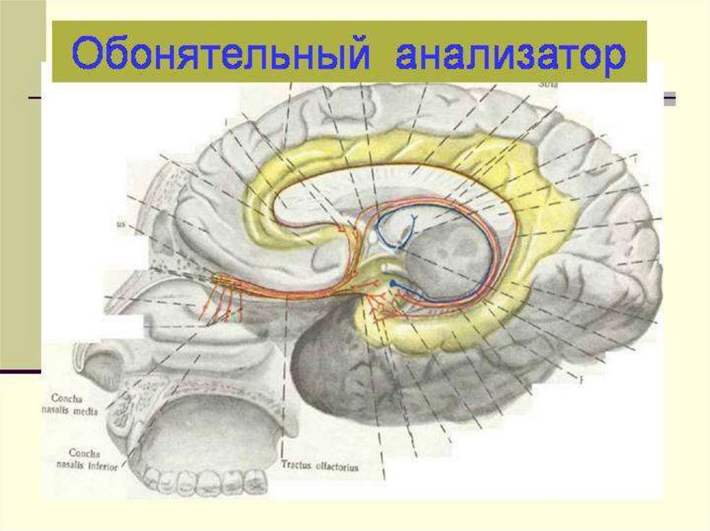 Обонятельный нерв отдел анализатора. Центральный отдел обонятельного анализатора схема. Корковый центр обонятельного анализатора. Обонятельный мозг анатомия. Обонятельный мозг Центральный и периферический отделы.