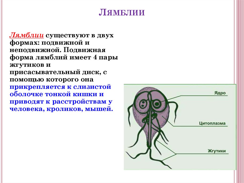 Органы лямблии