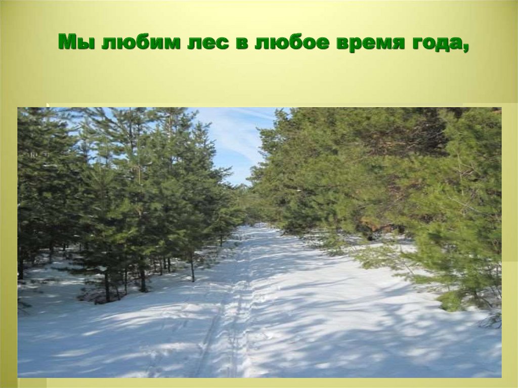 Мы любим лес в любое время года,