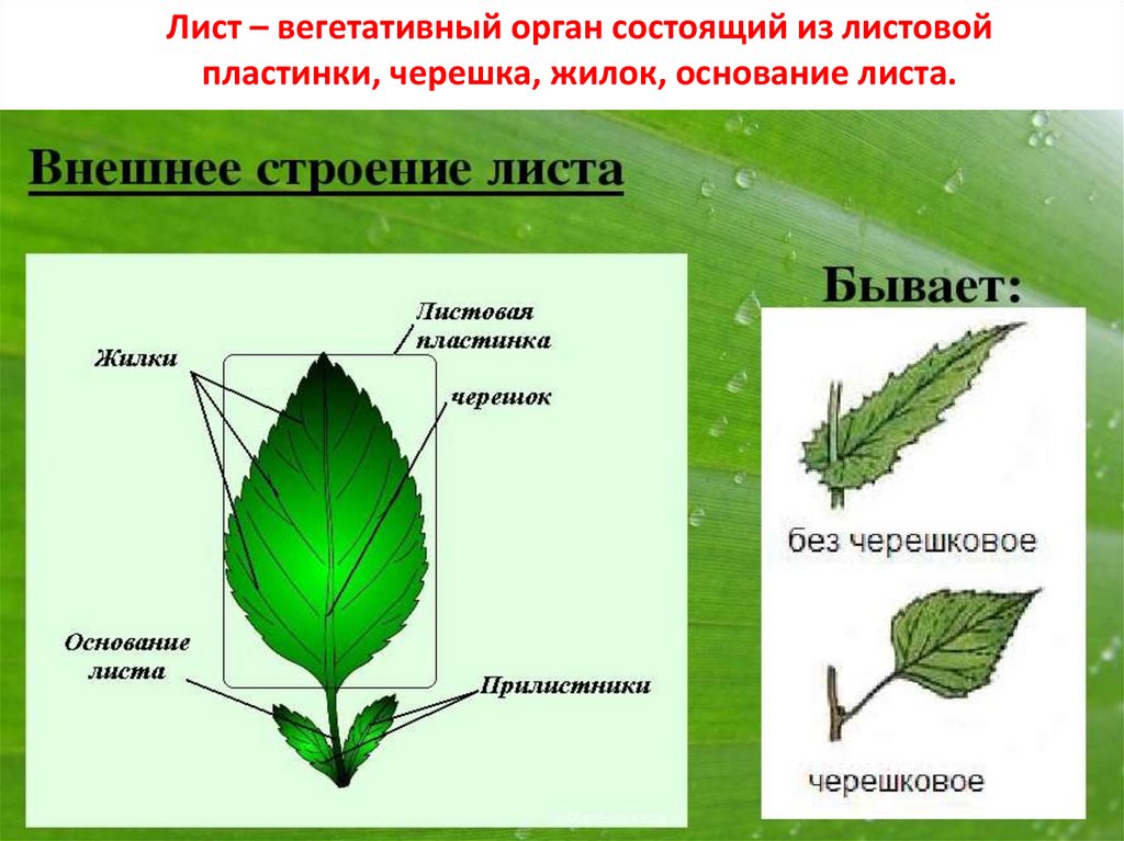 Лист биология презентация