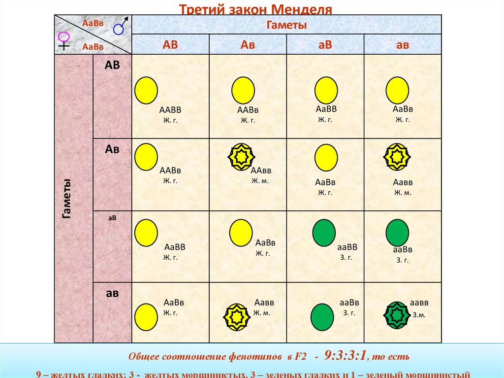 Генетическая схема 3 закона менделя