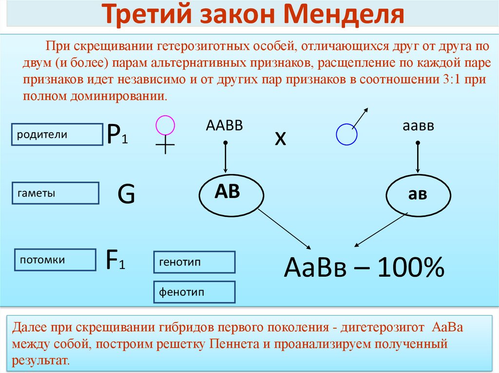 Генетическая схема 3 закона менделя