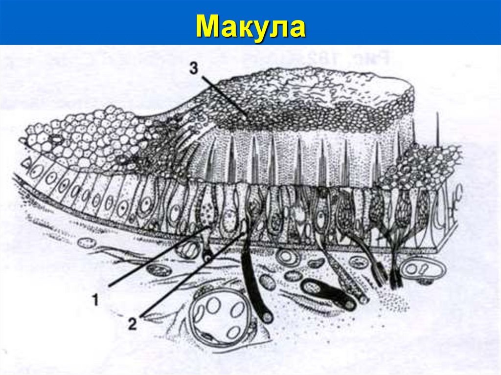 Схема строения макулы гистология