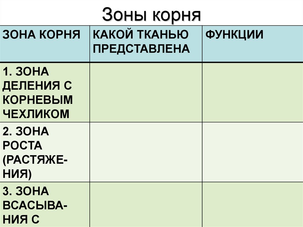 Каких тканей состоят зоны корня