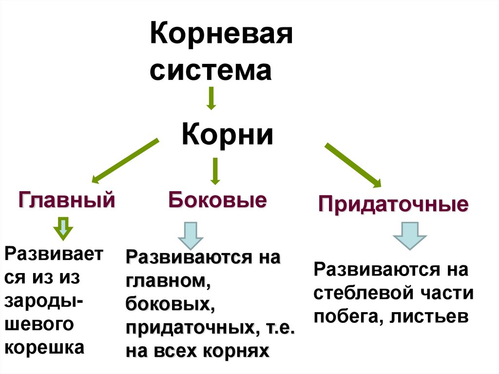 Строение корня главный боковые придаточные. На главном и придаточных корнях развиваются. Главные боковые и придаточные корни. Главный придаточный и боковой корни.