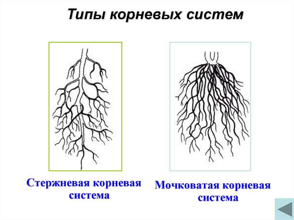 Для главного корня характерно. Стержневая и мочковатая система. Типы корневых систем стержневая и мочковатая. Стержневая и мочковатая корневая система. Строение мочковатой корневой системы рисунок.