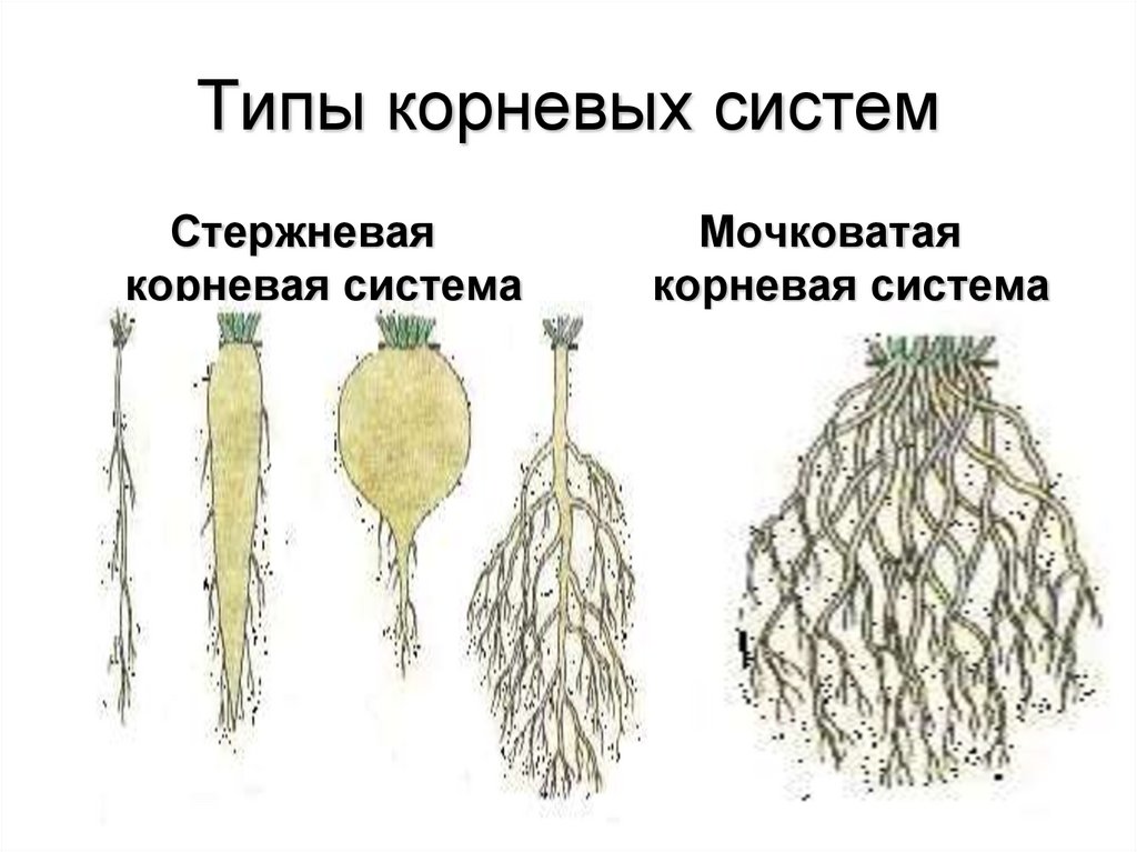 К какому классу относится растение корневая система. Типы корневых систем стержневая и мочковатая. Мочковатый Тип корневой системы. Стержневая и мочковатая корневая система. Типы корневых систем 6 класс.