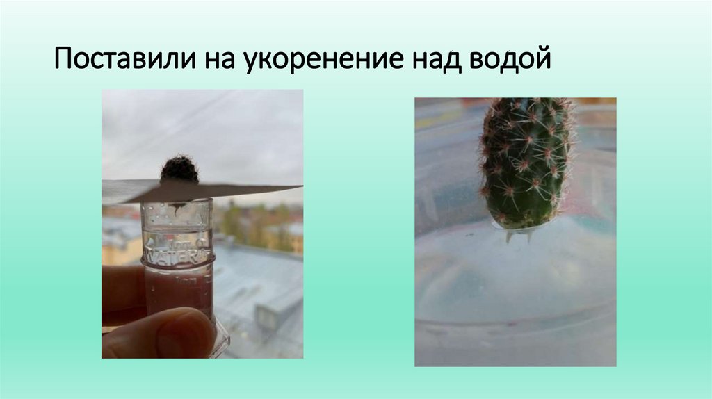 Поставили на укоренение над водой
