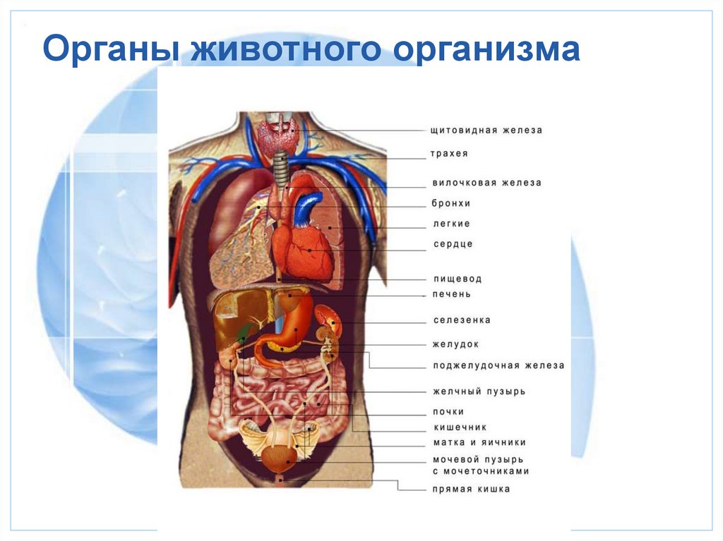 Любой орган в организме. Организм. Органы животного. Органы в организме. Органы в теле.