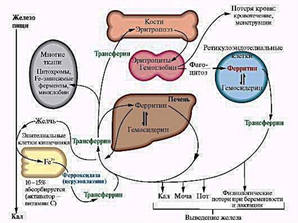 Метаболизм биохимия схема