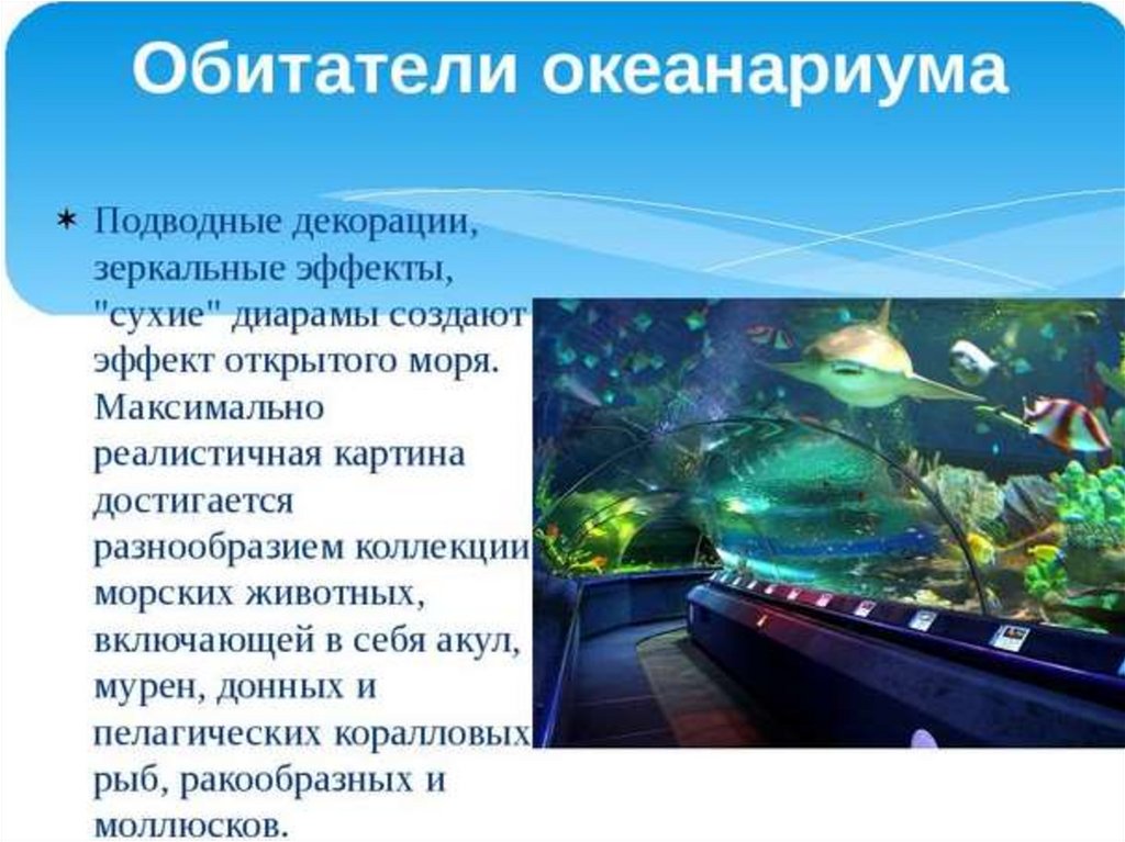 Океанариум текст автостопом. Проект по технологии океанариум. Океанариум проект. Презентация океанариум. Презентация на тему океанариум.