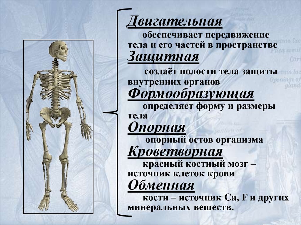 Опорно двигательная система презентация анатомия