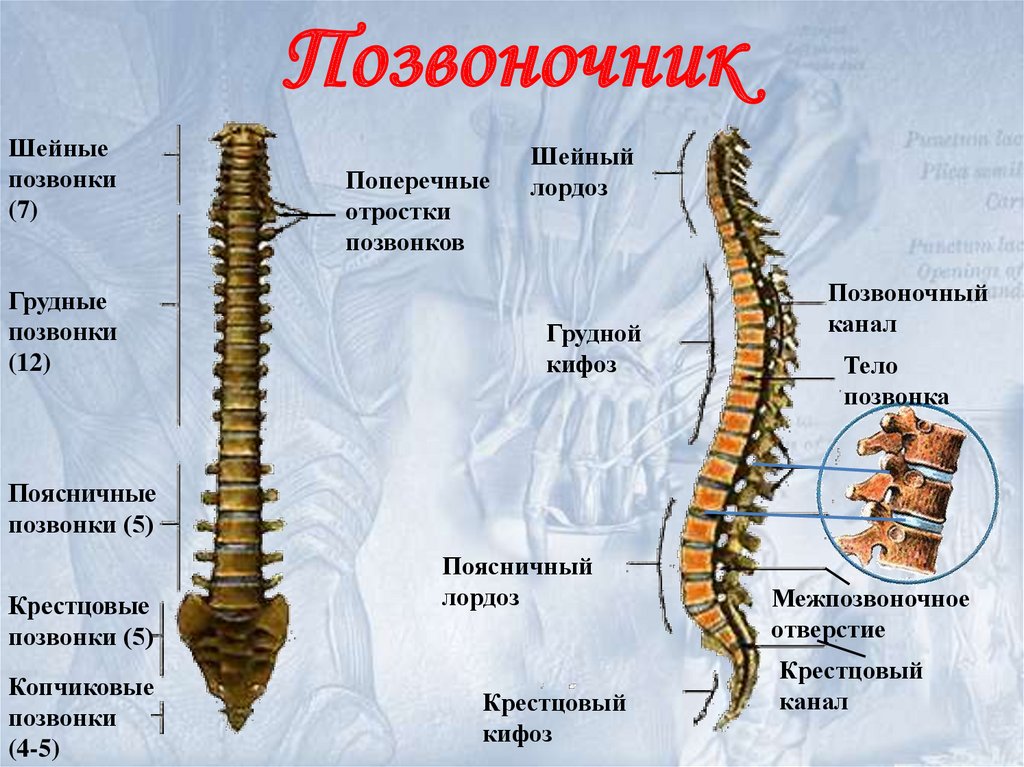 Найдите грудной отдел позвоночника обратите. Позвонок поясничного отдела состоит. Анатомия и строение шейного отдела позвоночника. Позвоночник шейный отдел строение с4. Грудной отдел позвоночника (12 позвонков) (vertebrae Thoracales).