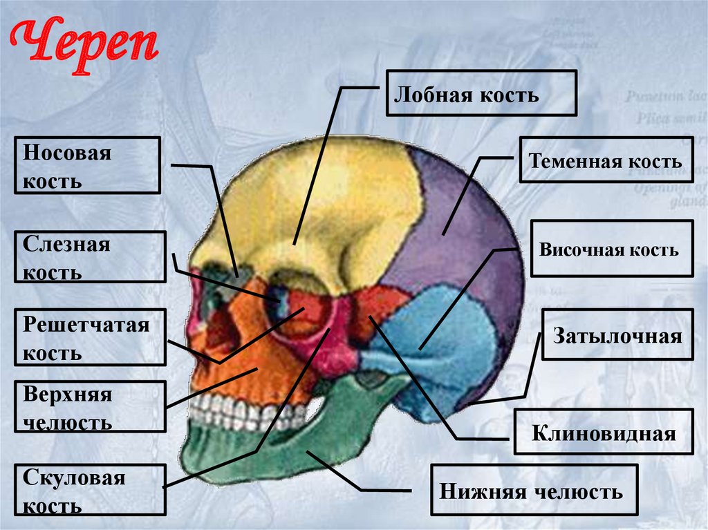 Лобная отдел скелета. Кости черепа человека теменная кость. Скелет черепа теменная кость. Кости черепа теменная кость анатомия. Кости черепа человека височная кость.