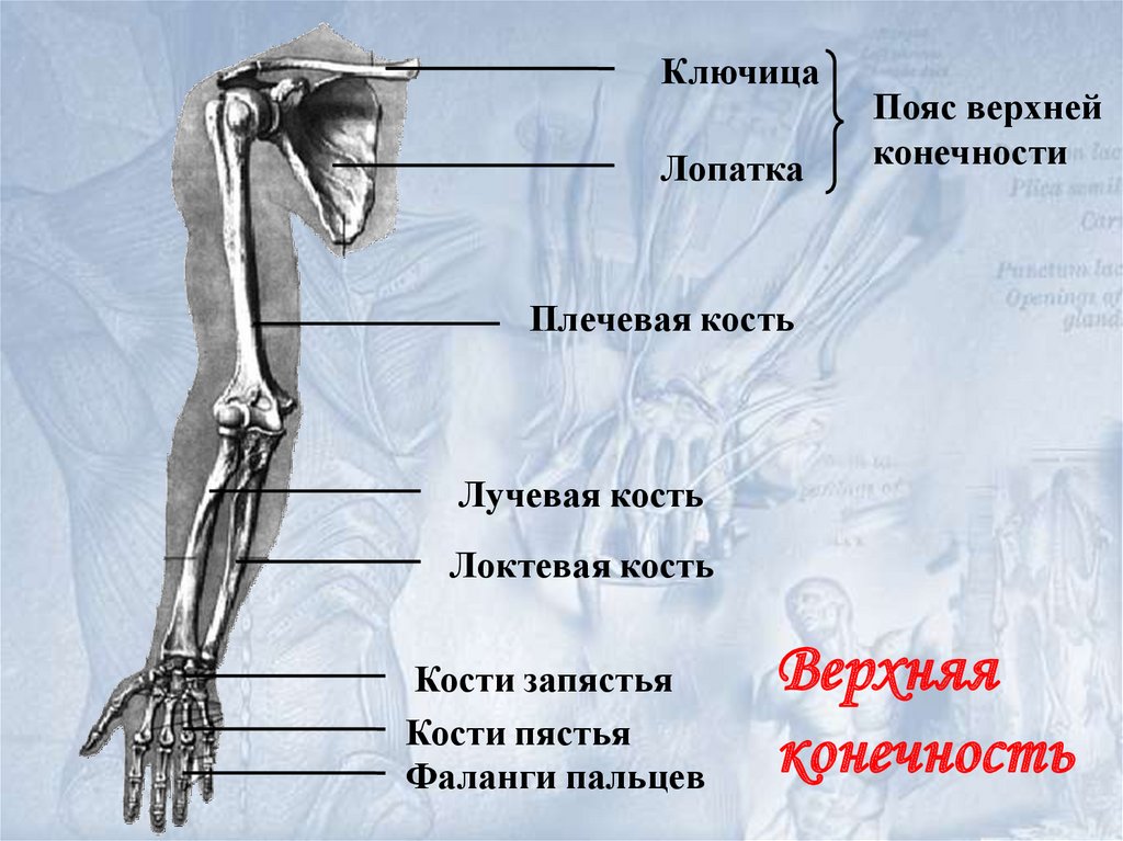 Выбери кости пояса верхней конечности. Кости пояса верхней конечности человека анатомия. Пояс свободной верхних конечностей кости анатомия. Скелет свободной верхней конечности плечевая кость. Плечевая кость лопатка ключица локтевая кость лучевая кость.