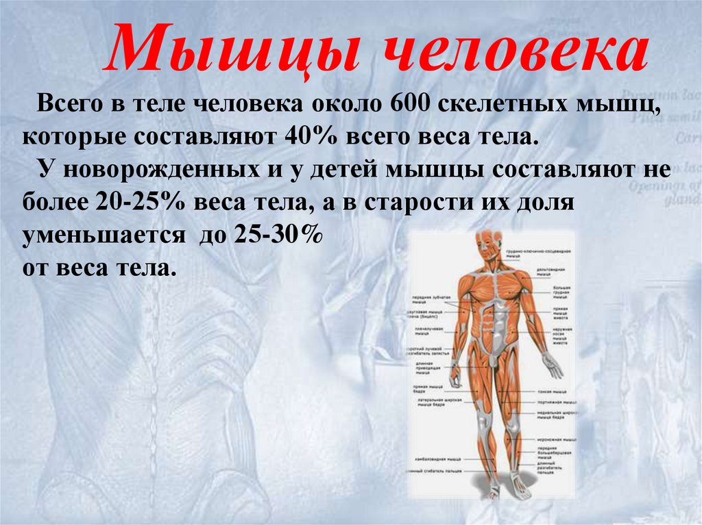 Сообщение про человека. Мышцы в организме человека. Информация о мышцах. Презентация на тему мышечная система. Мышцы человека информация.