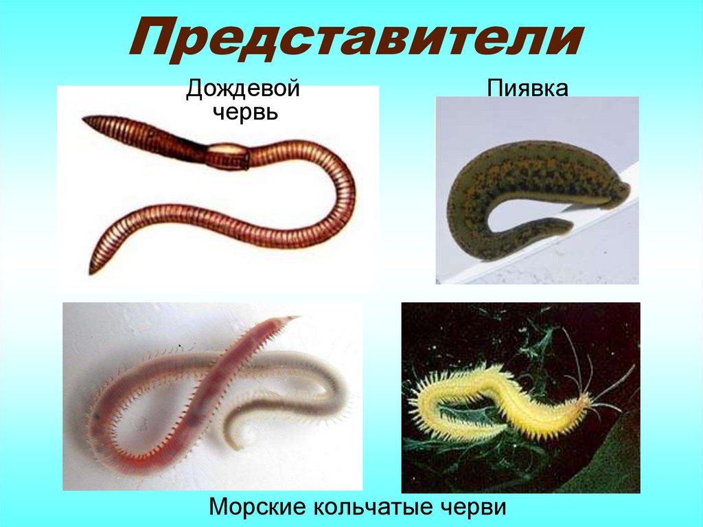 Членистоногие черви примеры. Кольчатые черви представители.