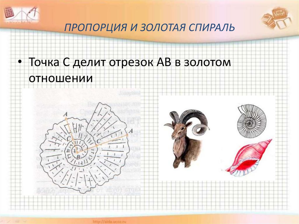 Исследовательский проект золотое сечение